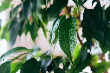 Green leaves of a young tree in the dew. Natural fresh background from a plant. Selective focusの写真素材