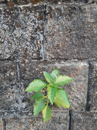 Alone breezeの素材