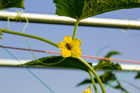 Cucumber pollited with beeの写真素材