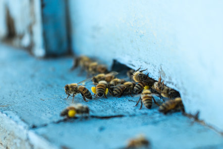 Bee and beehiveの写真素材