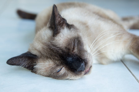 Sleeping catの写真素材