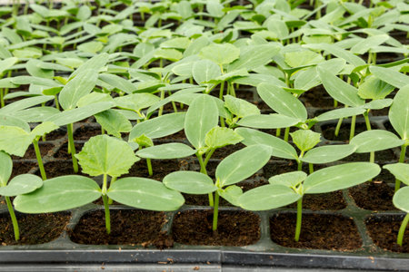 Cucumber seedling in trayの写真素材
