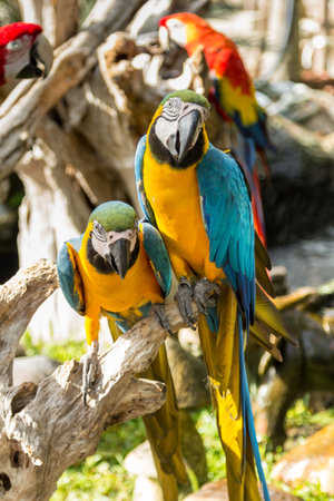 Blue and yellow macawsの写真素材