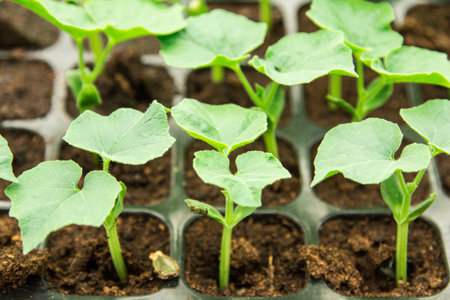 Snake gourd seedling