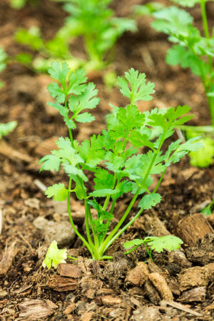 Coriander in back gardenの写真素材