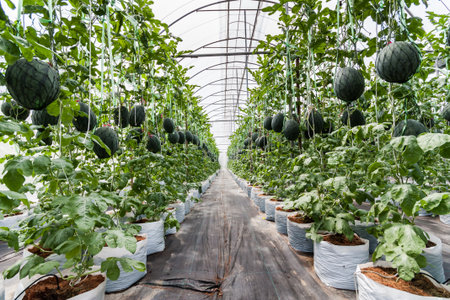 Cultivation of watermelon in greenhouseの写真素材