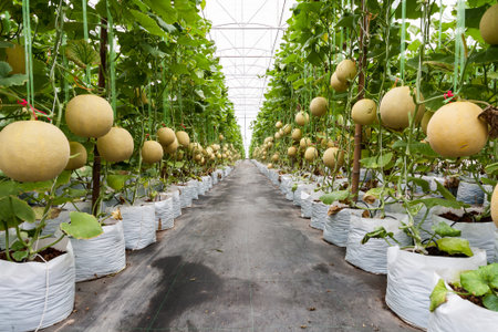 Cultivation of galia melon in greenhouseの写真素材