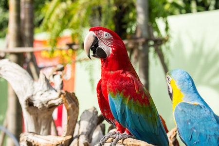 Red and blue standing on timber