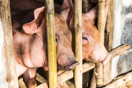 close up of two pig in the wooden pigstyの写真素材