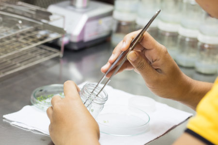 biotechnology scientist using the forceps in plant tissue culture laboratoryの写真素材