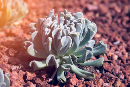 succulent plant on the gravel in summer with vintage styleの写真素材
