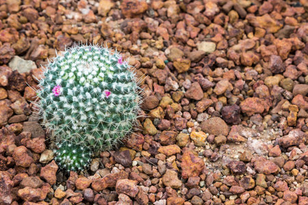 close up of the cactus on the space gravel backgroundの写真素材