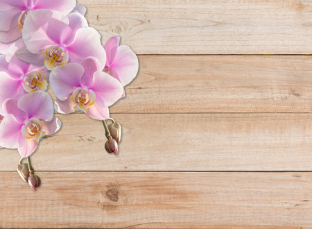 pink orchid flower on plank wood texture backgroundの写真素材