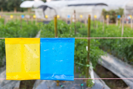 yellow and blue sticky trap in agriculture field for insect controlの写真素材