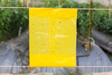 yellow sticky trap in agriculture field for insect control,close upの写真素材