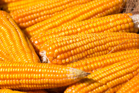 dried corn on the cob, close upの写真素材