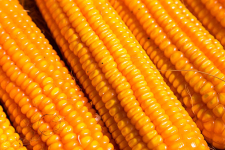dried corn on the cob, close up