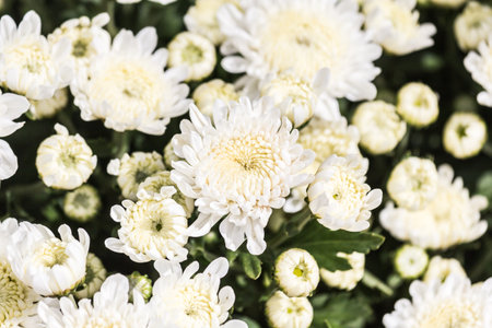 beautiful white chrysanthemum flower grow in the fieldの写真素材
