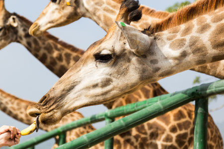 man feeding banana to giraffe in zoo,close upの写真素材