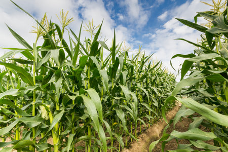 corn field with drip irrigation system in farm