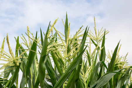 flower of green corn in the field with sky