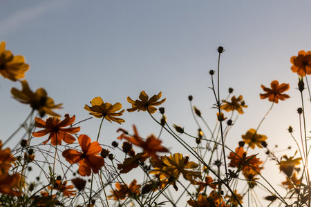 yellow cosmos flower blooming in the field with sunsetの写真素材