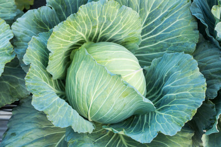 close up of fresh cabbage in the field, top viewの写真素材