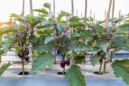 field of purple eggplant ready to harvest in farmの写真素材