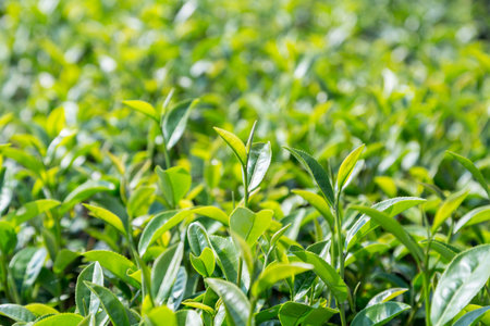 green tea leave in the field, close upの写真素材