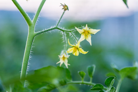 close up of yellow tomato flower in the fieldの写真素材