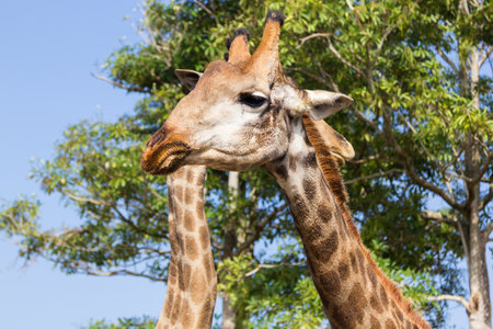 the giraffe head close up in  the zooの写真素材