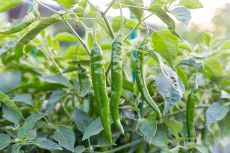 green pepper on the branch in field ready to harvestの写真素材