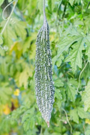 bitter gourd hanging on a vine in garden, close up