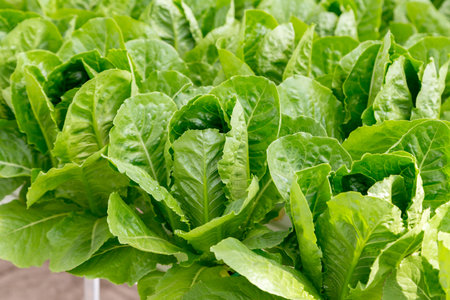 fresh green cos lettuce salad plant in the hydroponic systemの写真素材