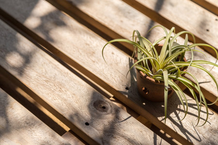 decoration pot plant  on wood plank backgroundの写真素材