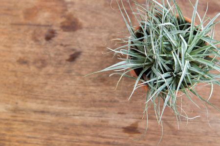 decoration pot plant  on wood plank backgroundの写真素材