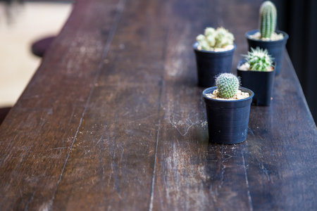 set of cactus on the wooden table for backgroundの写真素材