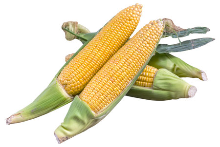 corn cob on white background with clipping path