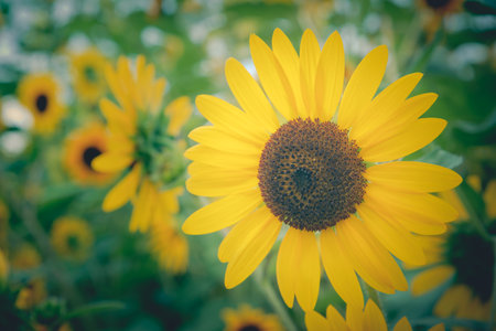 sunflower blooming in the field with vintage toneの写真素材