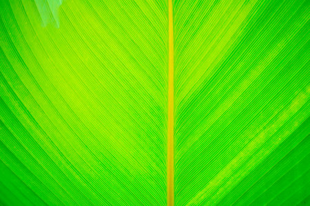 green leaf texture for background