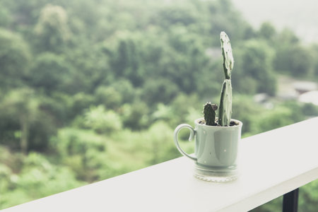 cactus in the glass on balconyの写真素材