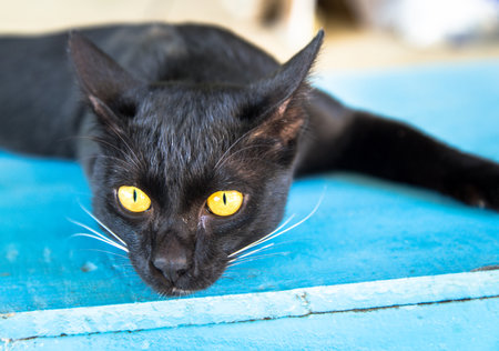 close up of black cat with yellow eyeの写真素材