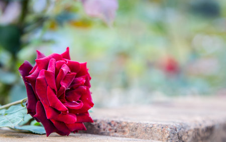 close up of red rose on the brickの写真素材