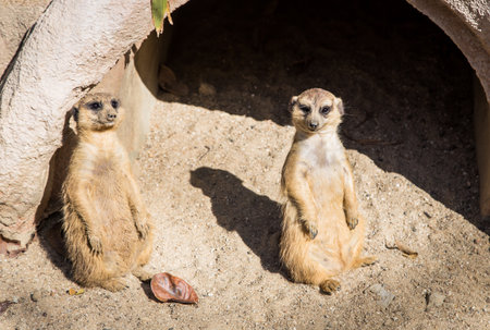meerkat standing in front of tunnelの写真素材