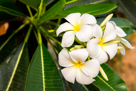 White and yellow plumeria flower in the gardenの写真素材