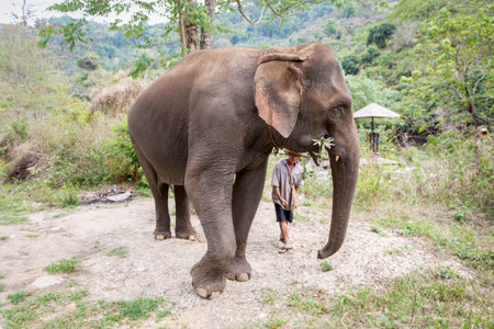 Chiang Mai, Thailand-April 13, 2018 : Asian elephant eating plant leaf with mahout in Mae Taeng, Chiang Maiのeditorial素材