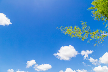 blue sky and white cloud with bamboo branchの写真素材