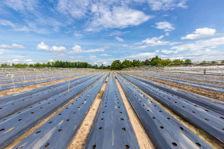 row of vegetable field covered with mulching filmの写真素材