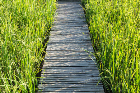 bamboo pathway on the rice fieldの写真素材