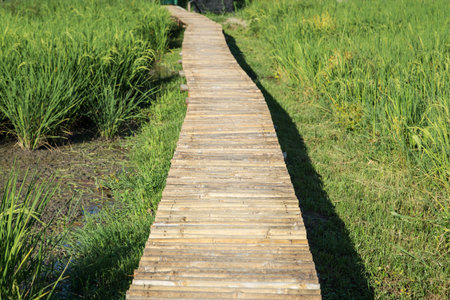bamboo pathway on the rice fieldの写真素材